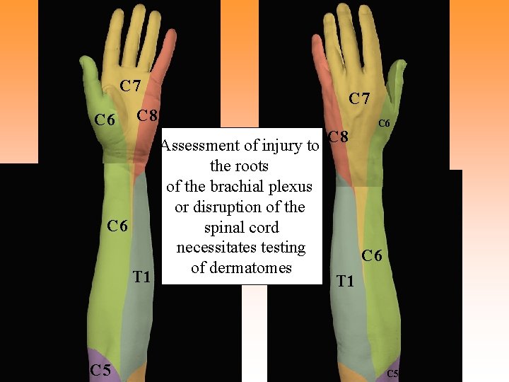 C 7 C 6 C 8 C 6 T 1 C 5 C 7