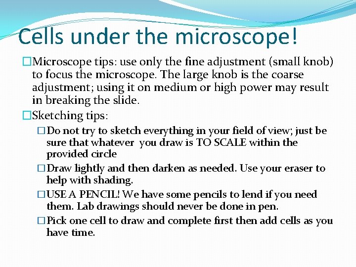 Cells under the microscope! �Microscope tips: use only the fine adjustment (small knob) to