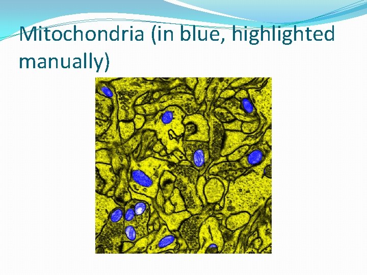 Mitochondria (in blue, highlighted manually) 