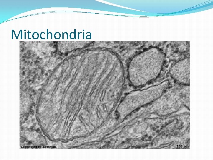 Mitochondria 