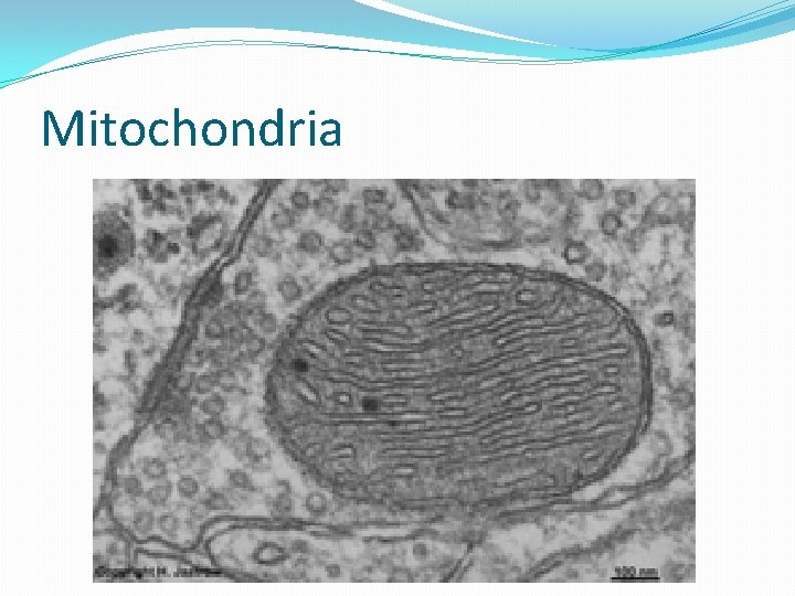 Mitochondria 