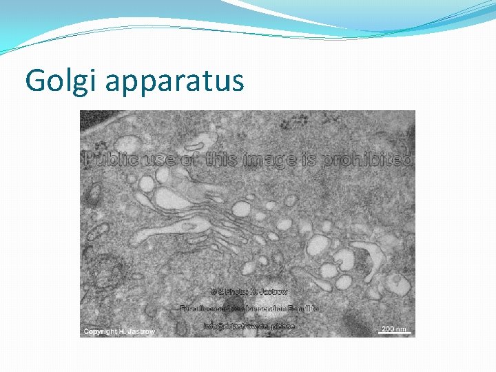 Golgi apparatus 