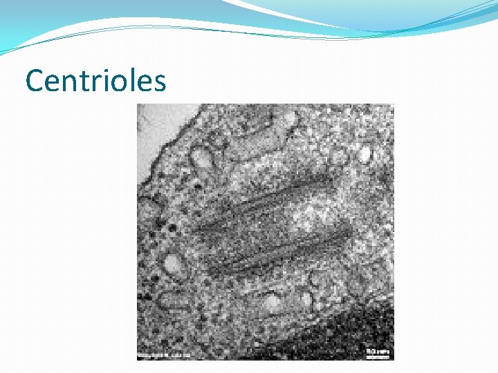 Centrioles 