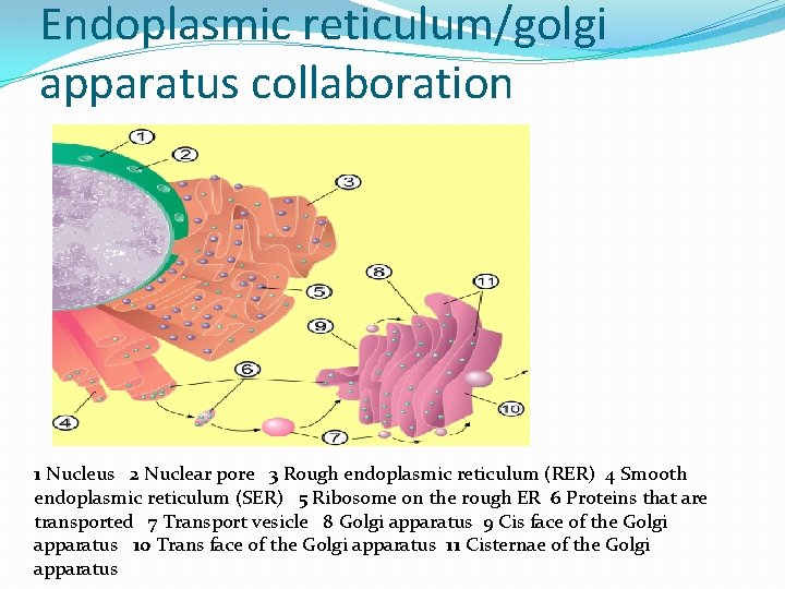 Endoplasmic reticulum/golgi apparatus collaboration 1 Nucleus 2 Nuclear pore 3 Rough endoplasmic reticulum (RER)