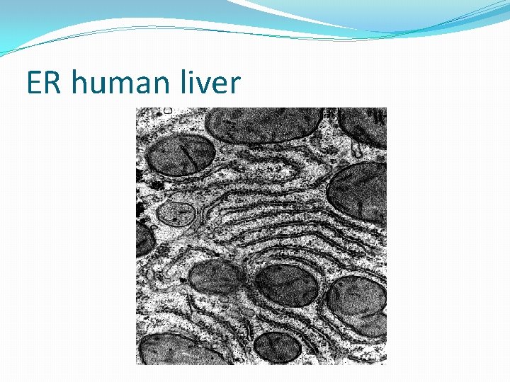 ER human liver 