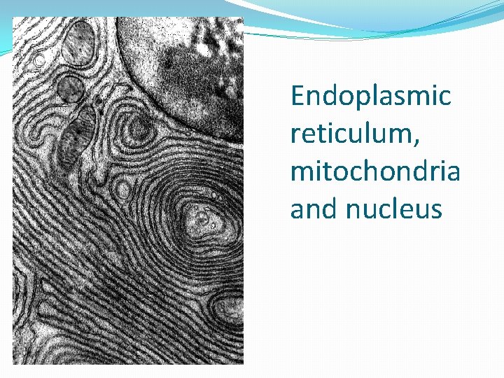 Endoplasmic reticulum, mitochondria and nucleus 