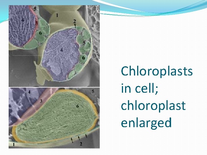 Chloroplasts in cell; chloroplast enlarged 