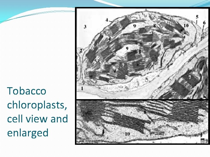 Tobacco chloroplasts, cell view and enlarged 