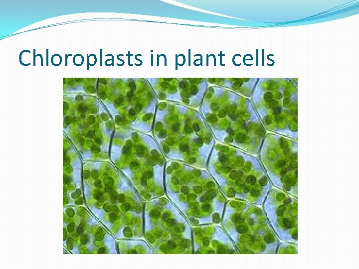 Chloroplasts in plant cells 