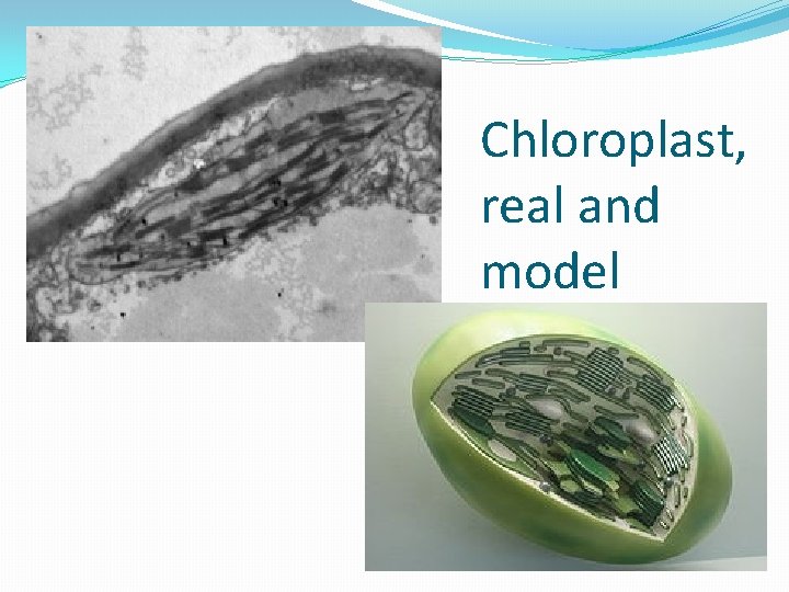 Chloroplast, real and model 