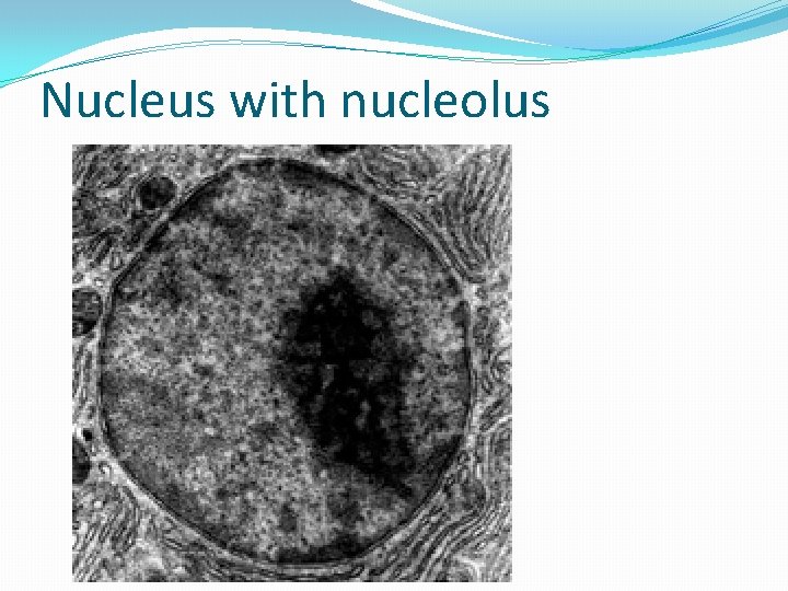 Nucleus with nucleolus 