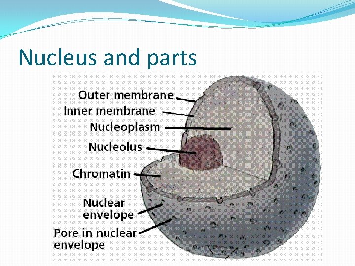 Nucleus and parts 