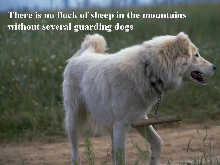 There is no flock of sheep in the mountains without several guarding dogs 