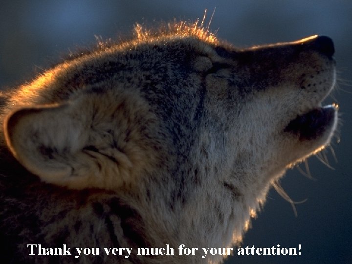 Thank you very much for your attention! 