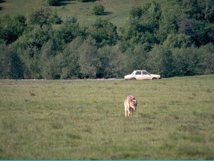 The Carpathian Large Carnivore Project Some results of the project - Basic understanding of