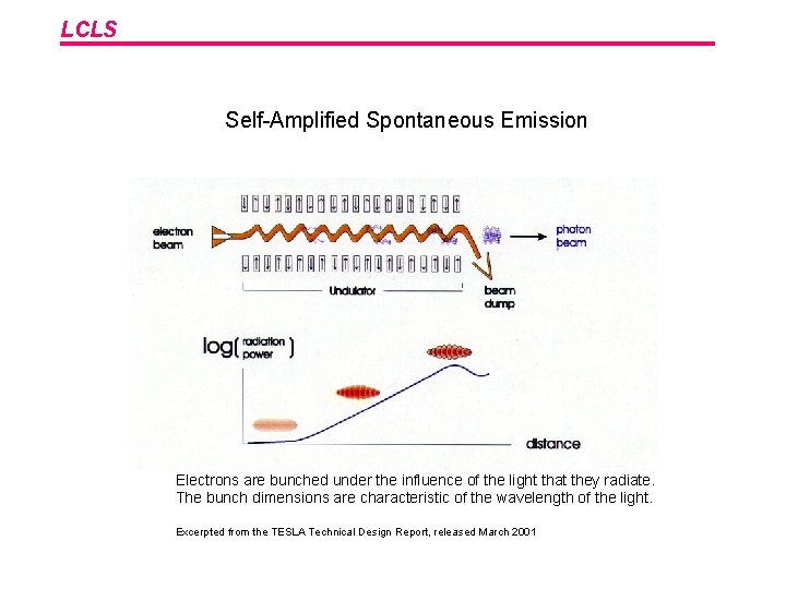 LCLS Self-Amplified Spontaneous Emission Electrons are bunched under the influence of the light that