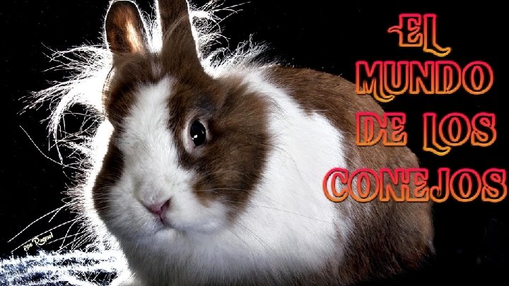 Tema musical: El Baile de Interpreta : Los Palmera Esta es una creación de