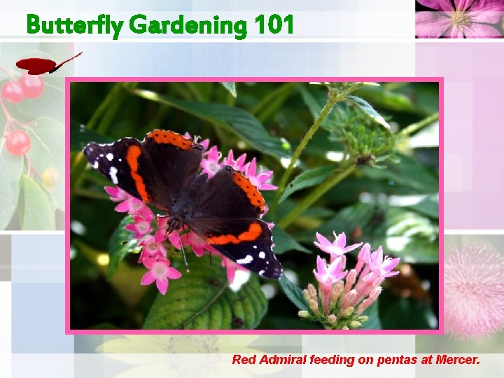 Butterfly Gardening 101 Red Admiral feeding on pentas at Mercer. 