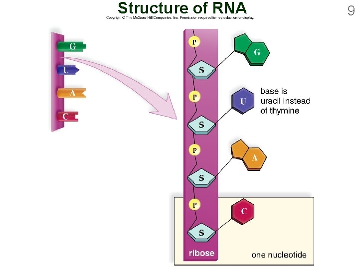 1 Ch 14 Outline Gene Activity 2 Function