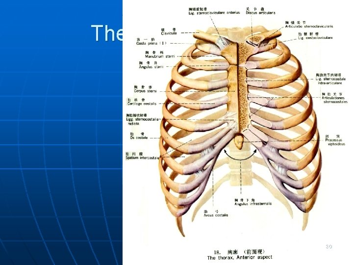 Sistemul articular | Anatomie si fiziologie