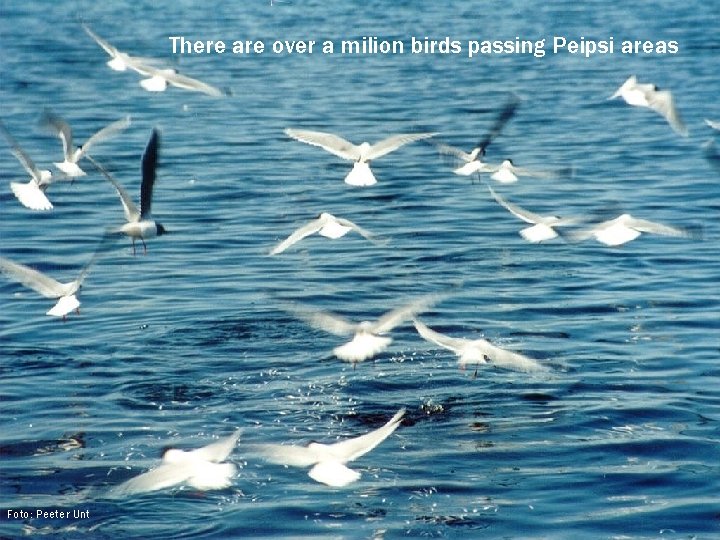 There are over a milion birds passing Peipsi areas Foto: Peeter Unt 