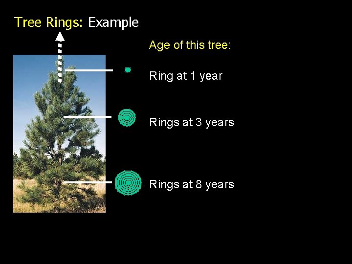 FOR 274 Forest Measurements and Inventory Tree Age