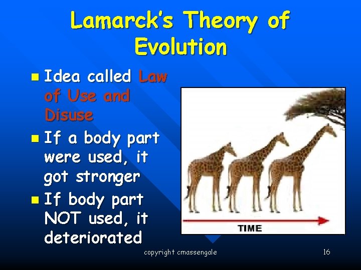 Lamarck’s Theory of Evolution Idea called Law of Use and Disuse n If a