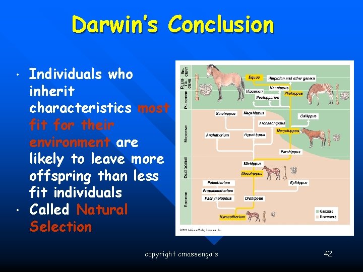 Darwin’s Conclusion • • Individuals who inherit characteristics most fit for their environment are