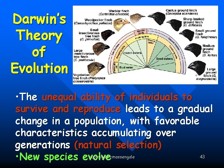 Darwin’s Theory of Evolution • The unequal ability of individuals to survive and reproduce