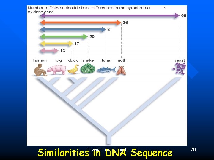 Similarities in DNA Sequence copyright cmassengale 78 