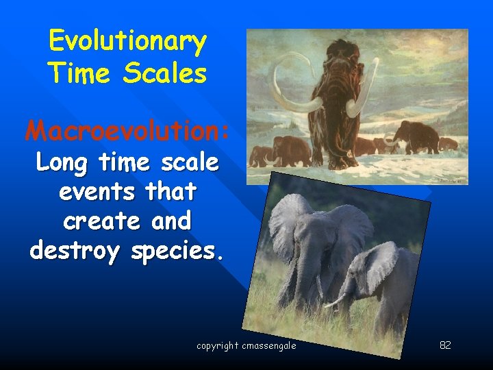 Evolutionary Time Scales Macroevolution: Long time scale events that create and destroy species. copyright