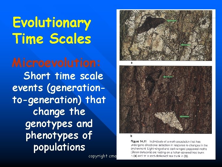 Evolutionary Time Scales Microevolution: Short time scale events (generationto-generation) that change the genotypes and