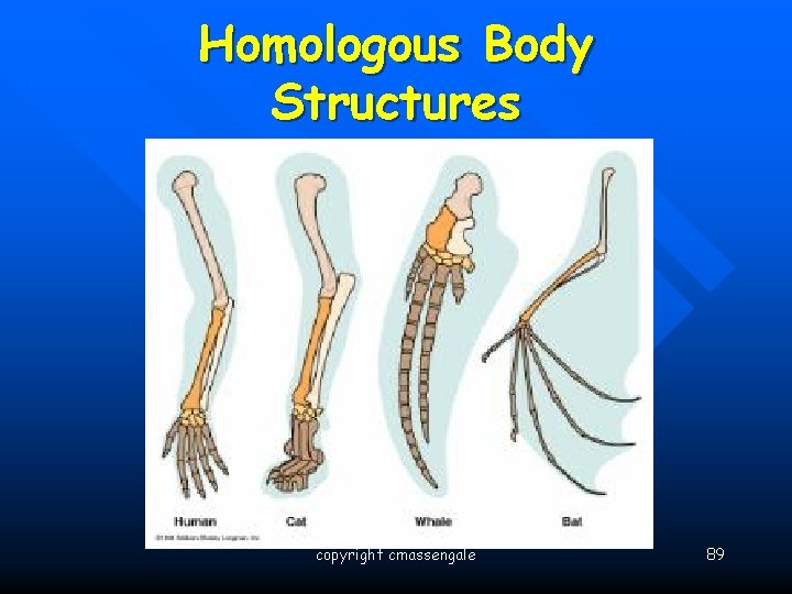 Homologous Body Structures copyright cmassengale 89 