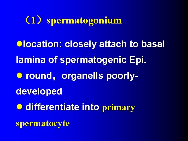 （1）spermatogonium llocation: closely attach to basal lamina of spermatogenic Epi. l round，organells poorlydeveloped l