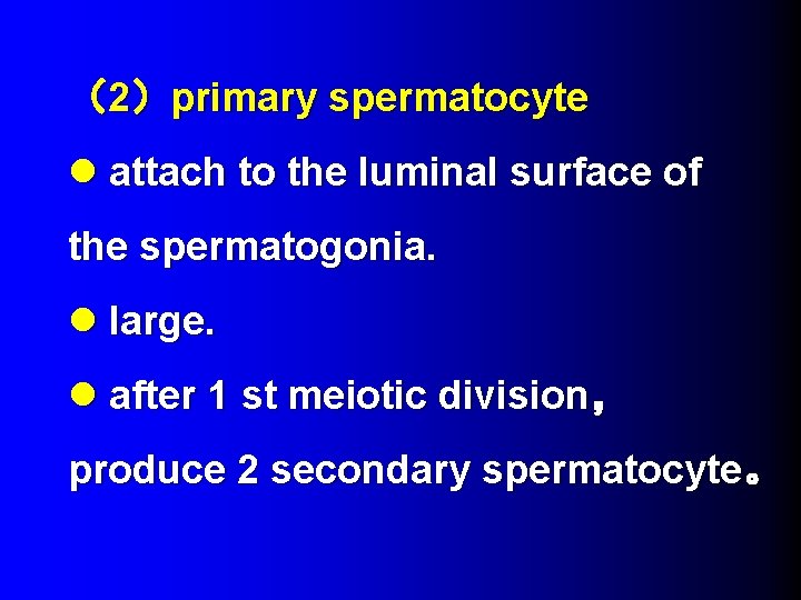（2）primary spermatocyte l attach to the luminal surface of the spermatogonia. l large. l
