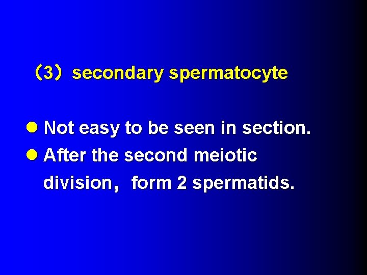 （3）secondary spermatocyte l Not easy to be seen in section. l After the second
