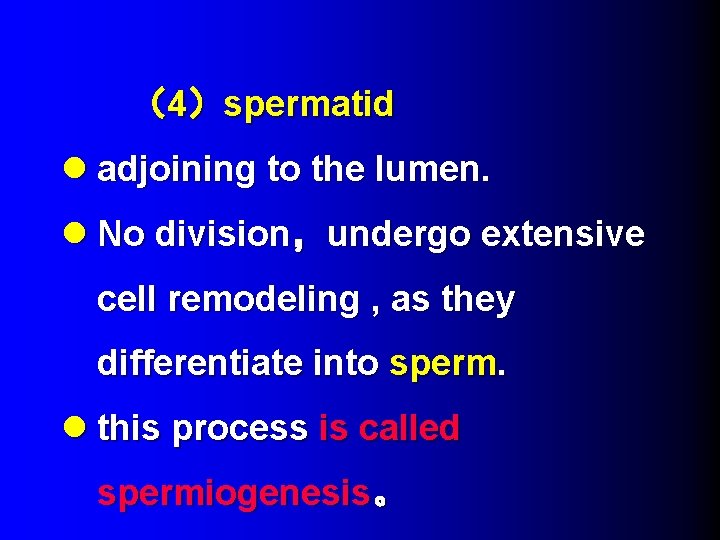 （4）spermatid l adjoining to the lumen. l No division，undergo extensive cell remodeling , as