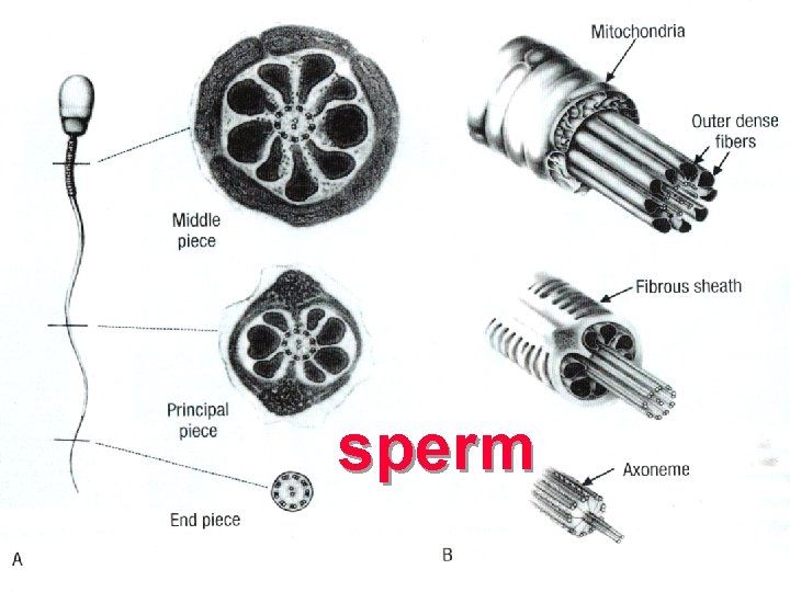 sperm 