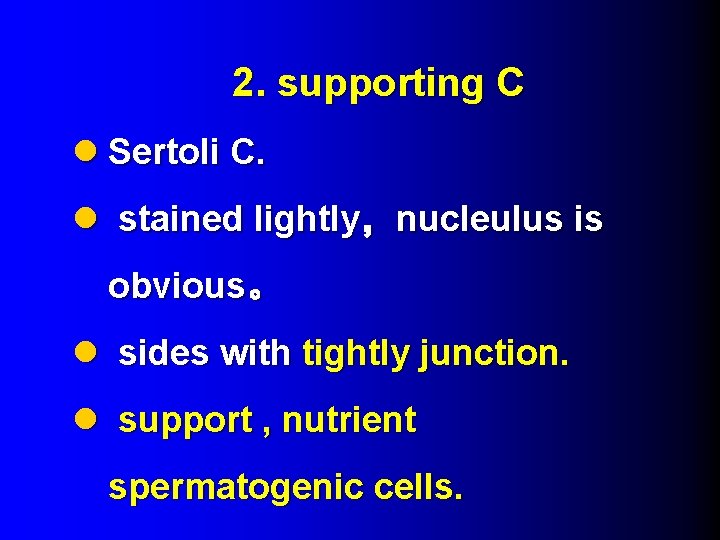 2. supporting C l Sertoli C. l stained lightly，nucleulus is obvious。 l sides with