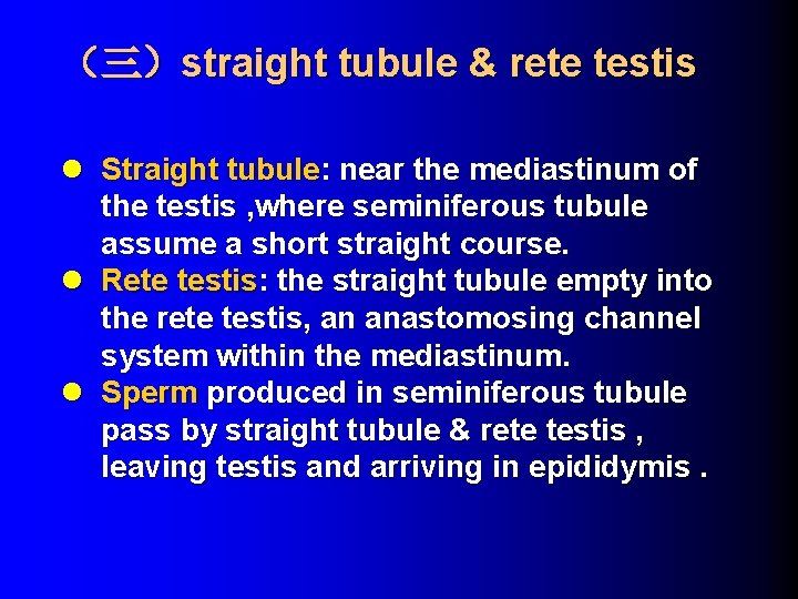 （三）straight tubule & rete testis l Straight tubule: near the mediastinum of the testis