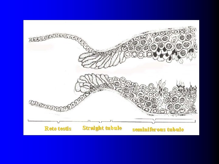 Rete testis Straight tubule seminiferous tubule 