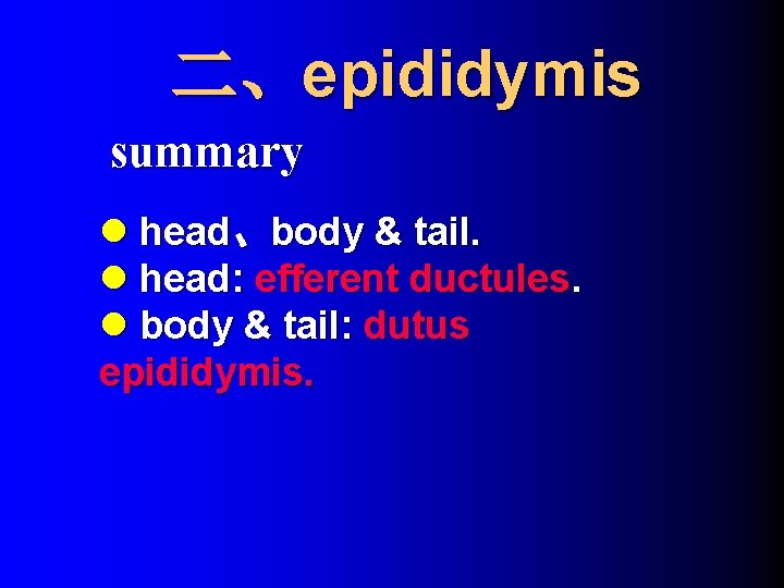 二、epididymis summary l head、body & tail. l head: efferent ductules. l body & tail: