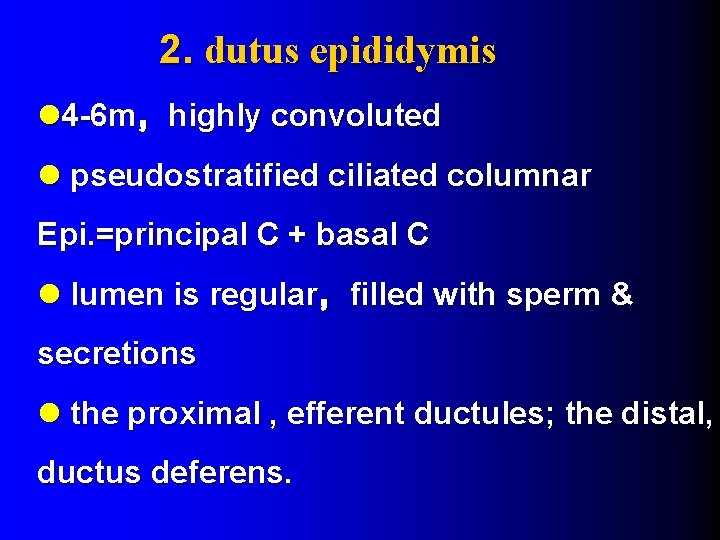 2. dutus epididymis l 4 -6 m，highly convoluted l pseudostratified ciliated columnar Epi. =principal