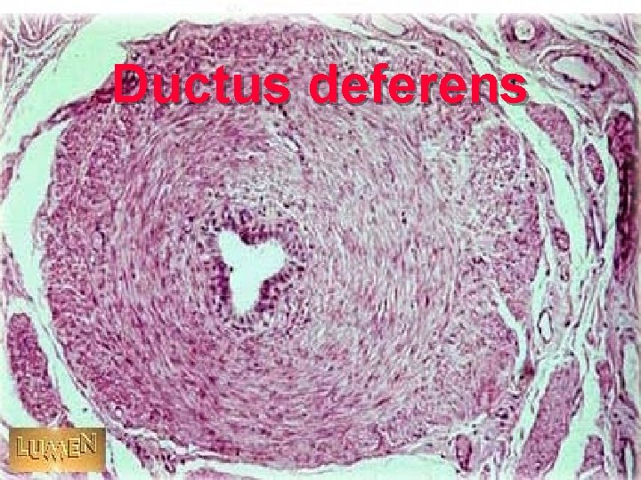 Ductus deferens 