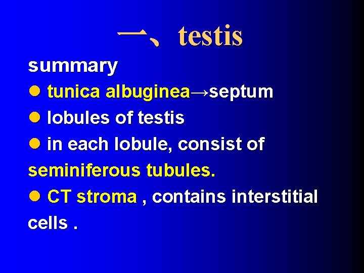 一、testis summary l tunica albuginea→septum l lobules of testis l in each lobule, consist