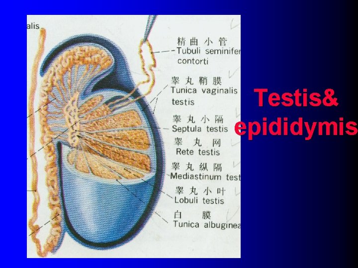 Testis& epididymis 