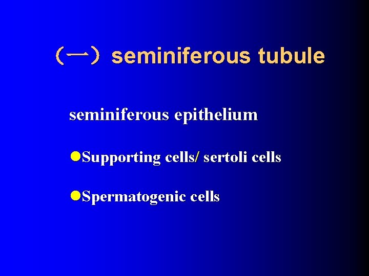 （一）seminiferous tubule seminiferous epithelium l. Supporting cells/ sertoli cells l. Spermatogenic cells 