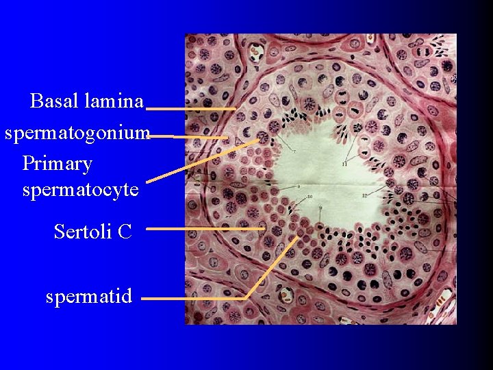Basal lamina spermatogonium Primary spermatocyte Sertoli C spermatid 