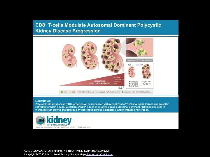 Kidney International 2018 941127 -1140 DOI: (10. 1016/j. kint. 2018. 06. 025) Copyright ©