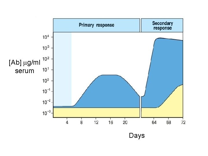 [Ab] mg/ml serum Days 